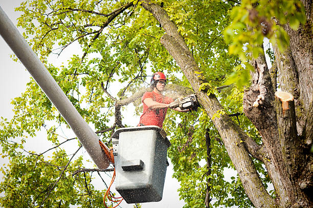 Best Tree Removal Near Me  in USA